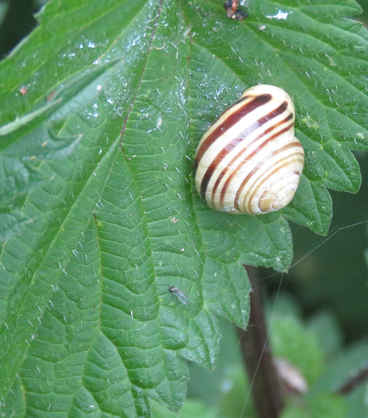  White-lipped snail 